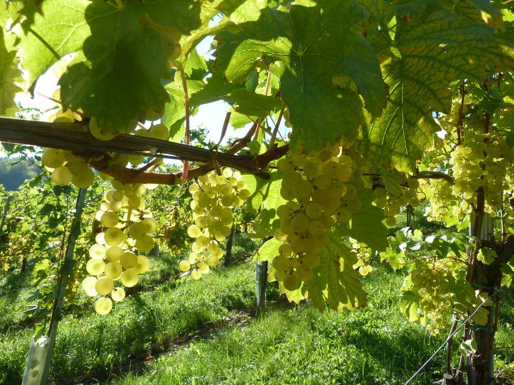 Weingut- Gaestezimmer Marko ليوتسشاخ المظهر الخارجي الصورة