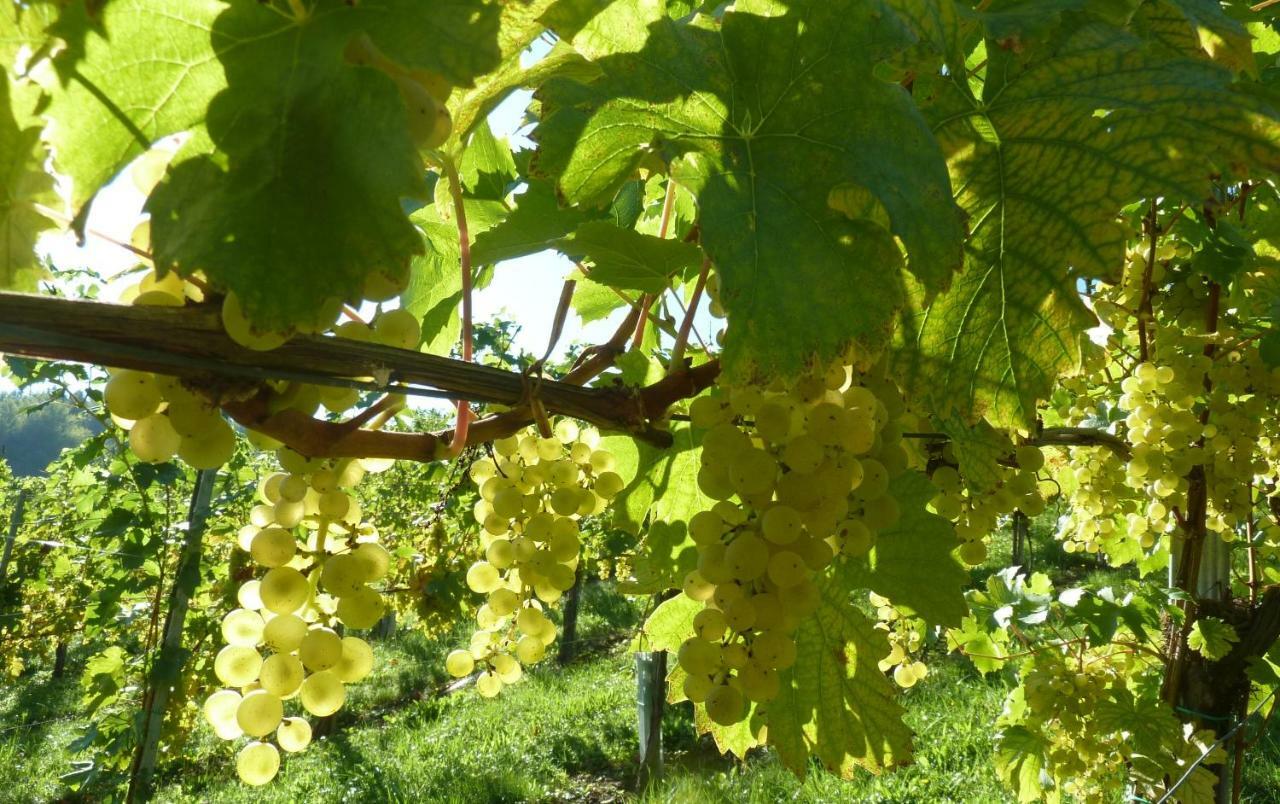 Weingut- Gaestezimmer Marko ليوتسشاخ المظهر الخارجي الصورة